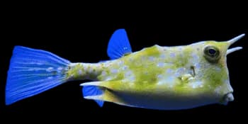 角箱鲀(Lactoria cornuta)图片
