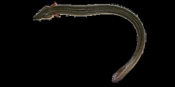 鳗鱼(Anguilla japonica)图片