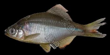 鳑鲏(Rhodeus sinensis)图片