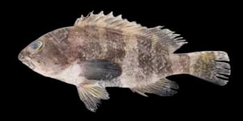 青石斑鱼(Epinephelus awoara)图片
