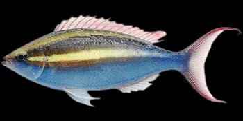 犬牙锥齿鲷(Pentapodus caninus)图片
