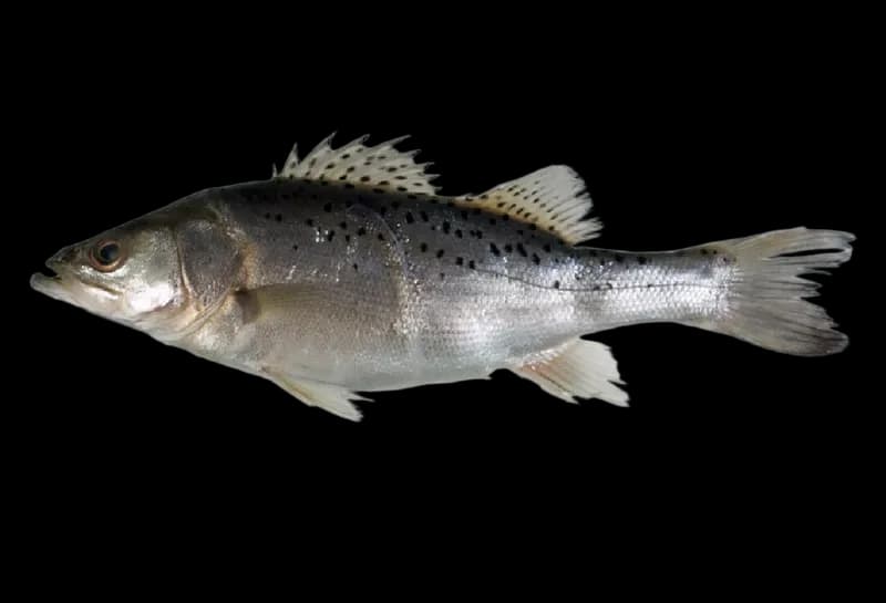 日本花鲈(Lateolabrax japonicus)图片