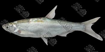 似鱎(Toxabramis swinhonis)图片