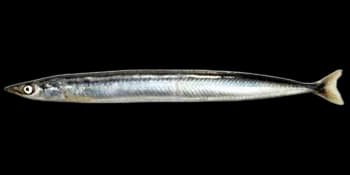 太平洋玉筋鱼(Ammodytes personatus)图片