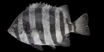条石鲷(Oplegnathus fasciatus)图片