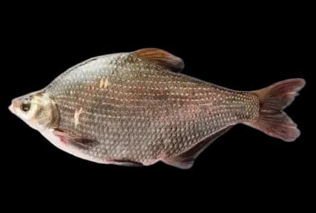 团头鲂(Megalobrama amblycephala)图片