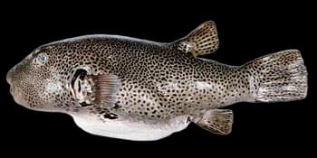 星斑叉鼻鲀(Arothron stellatus)图片