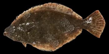 牙鲆(Paralichthys olivaceus)图片