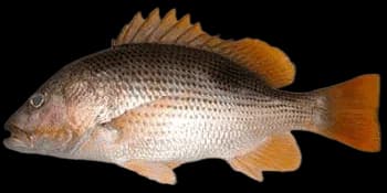 约氏笛鲷(Lutjanus johnii)图片