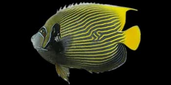 主刺盖鱼(Pomacanthus imperator)图片